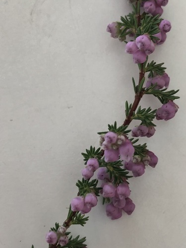 Image of Erica mauritanica by (c) Caroline Voget, some rights reserved (CC BY)