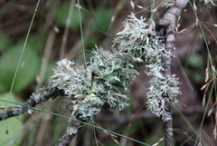 Ramalina americana