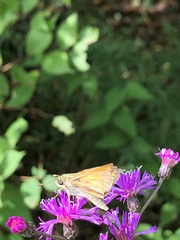 Atalopedes campestris