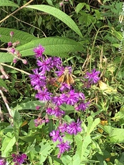 Atalopedes campestris
