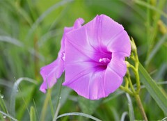 Ipomoea cordatotriloba