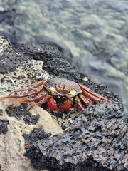 Grapsus grapsus