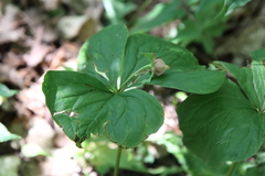 Trillium