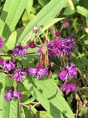Atalopedes campestris