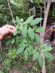 Euonymus atropurpureus