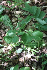 Trillium