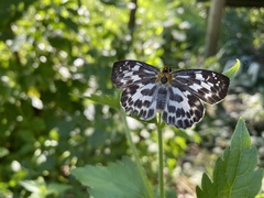 Abraximorpha davidii