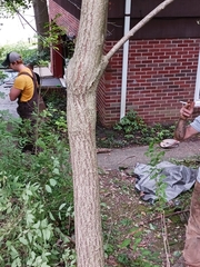 Euonymus atropurpureus