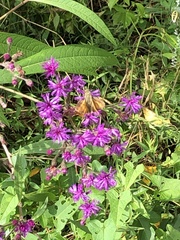 Atalopedes campestris