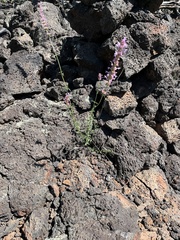 Agastache pallidiflora