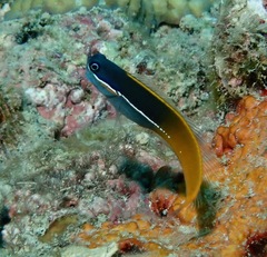 Ecsenius tricolor
