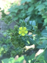 Potentilla