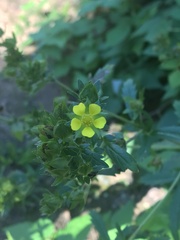 Potentilla