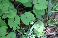 Sanguinaria canadensis
