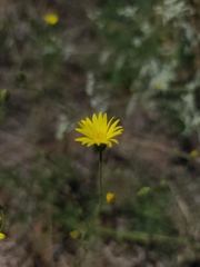 Croptilon hookerianum