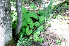 Sanguinaria canadensis