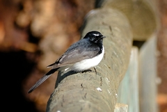 Rhipidura leucophrys