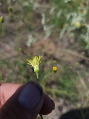 Croptilon hookerianum