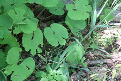 Sanguinaria canadensis