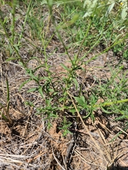 Croptilon hookerianum