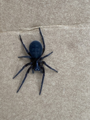 Black Laceweaver, New Jersey, US, photo 10 of 10