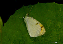 Colotis aurora