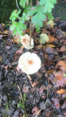 Lepiota rubrotinctoides