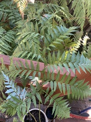 Lophosoria quadripinnata