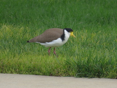 Vanellus miles novaehollandiae