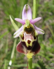 Ophrys fuciflora