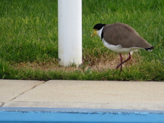 Vanellus miles novaehollandiae
