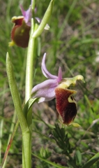 Ophrys fuciflora