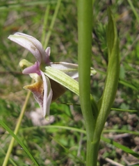 Ophrys fuciflora