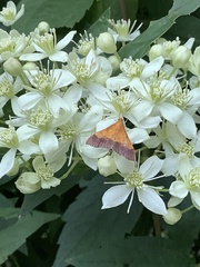 Pyrausta bicoloralis