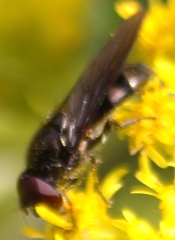 Cheilosia