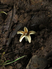 Ladenbergia oblongifolia