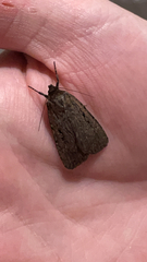 Amphipyra tragopoginis