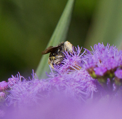 Melissodes bimaculatus