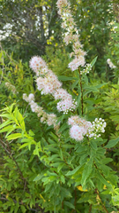 Spiraea alba