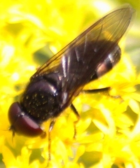 Cheilosia