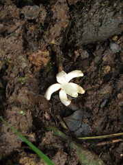 Ladenbergia oblongifolia