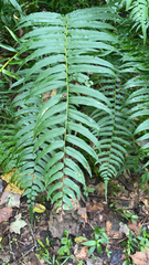 Homalosorus pycnocarpos