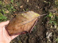 Ladenbergia oblongifolia