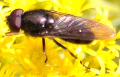 Cheilosia