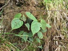 Alchornea