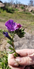 Echium vulgare