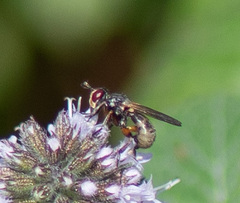 Thecophora
