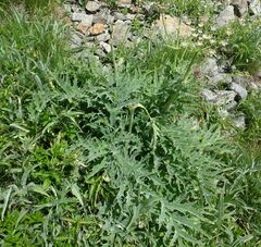 Heracleum freynianum
