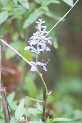 Salvia farinacea