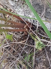 Trachyandra chlamydophylla
